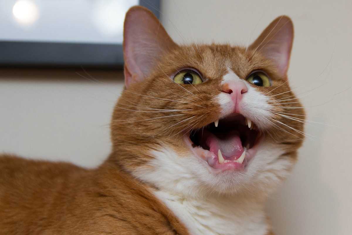 Photo of an orange cat with its mouth open, chirping after a light on the wall.