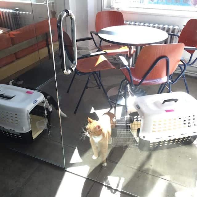 Photo of two cats in an office meeting room