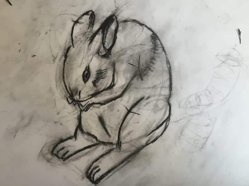 Drawing of a rabbit