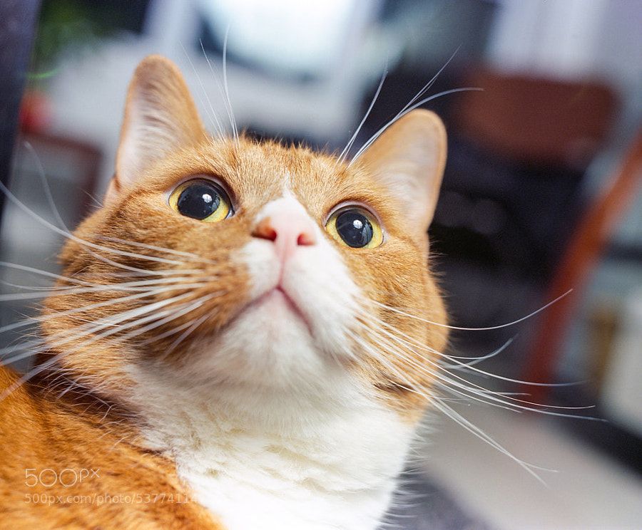 Cat's Eyes by Ash Furrow on 500px.com