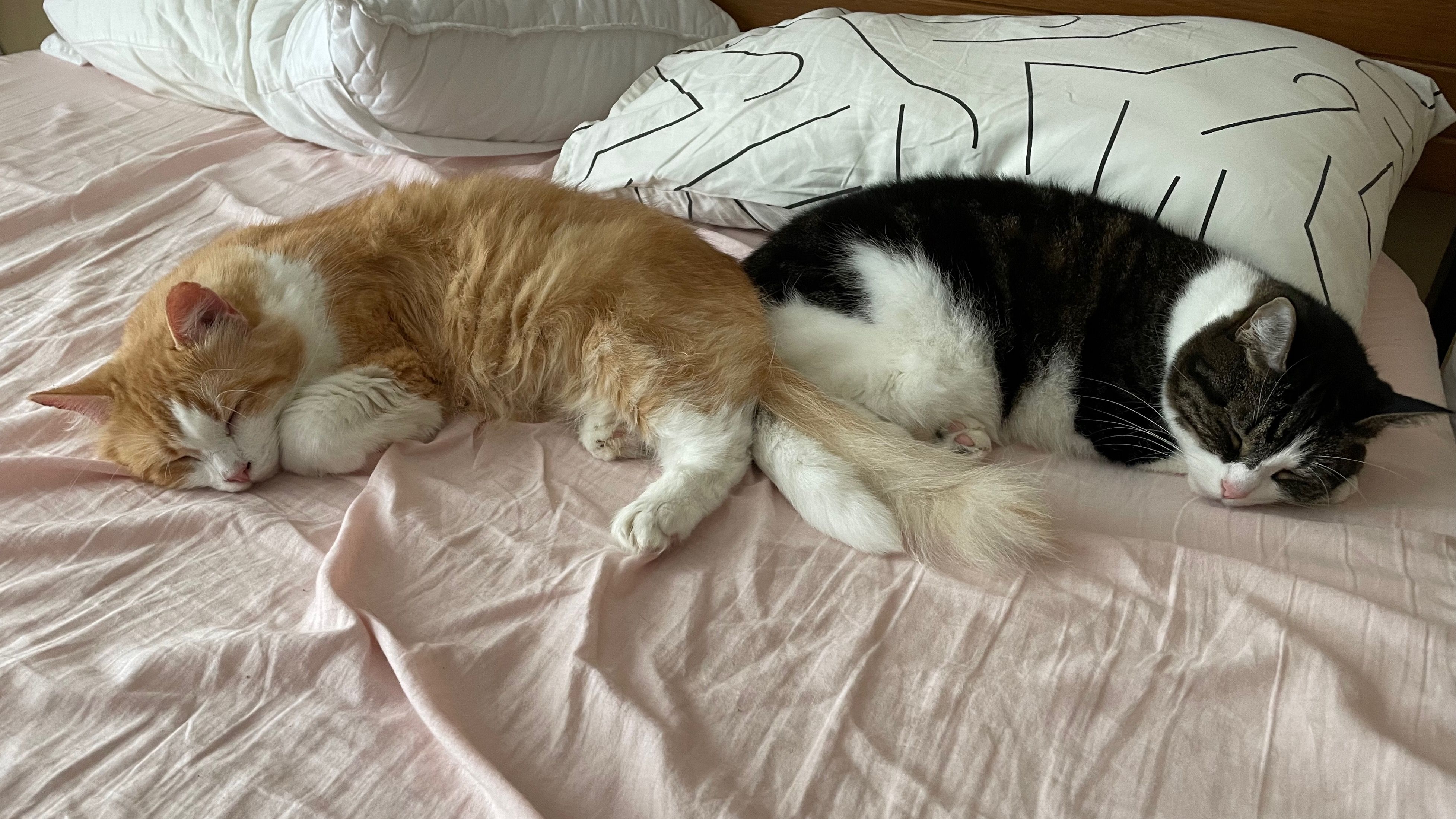 Clementine and Bandita napping together