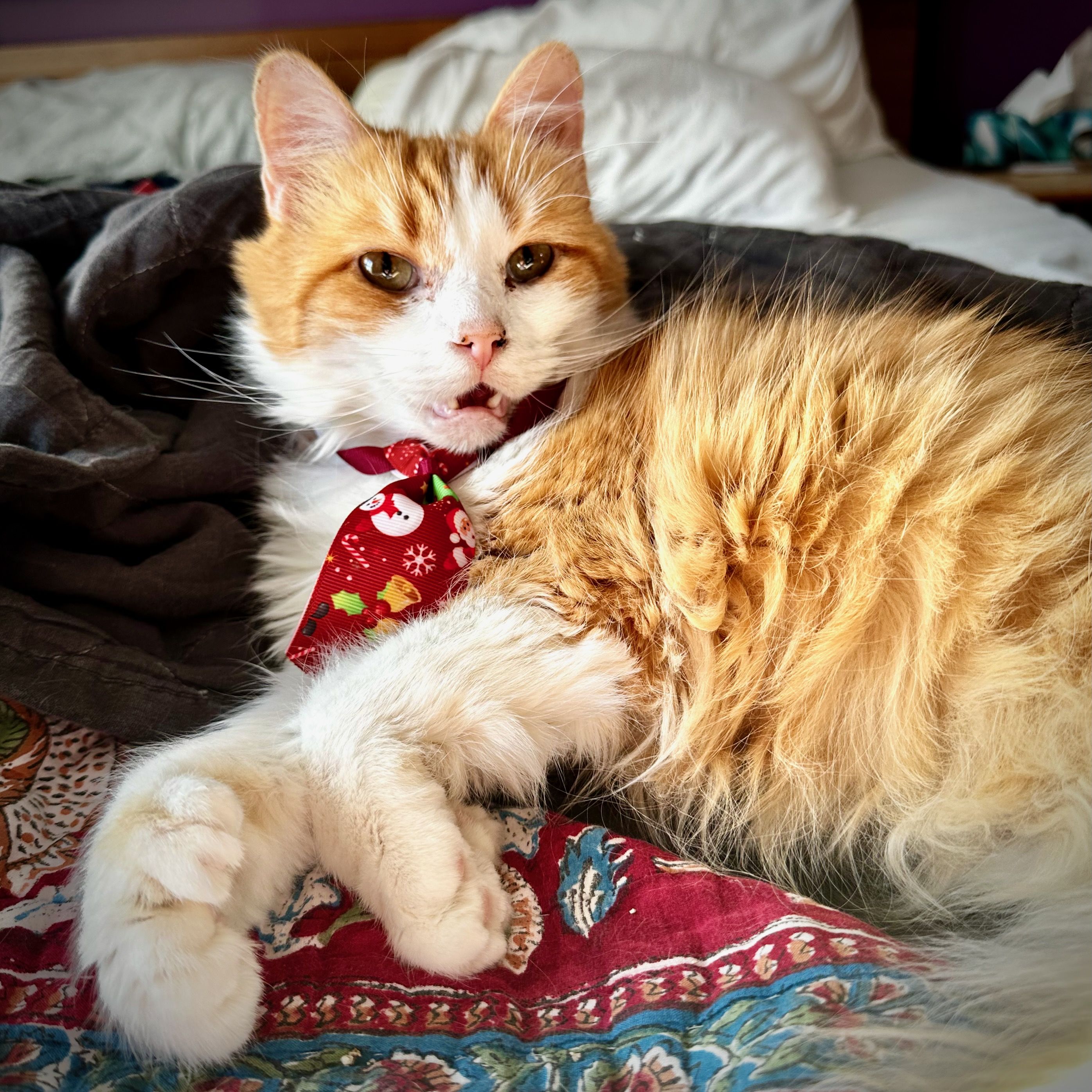 Clementine meowing while wearing a Christmas tie