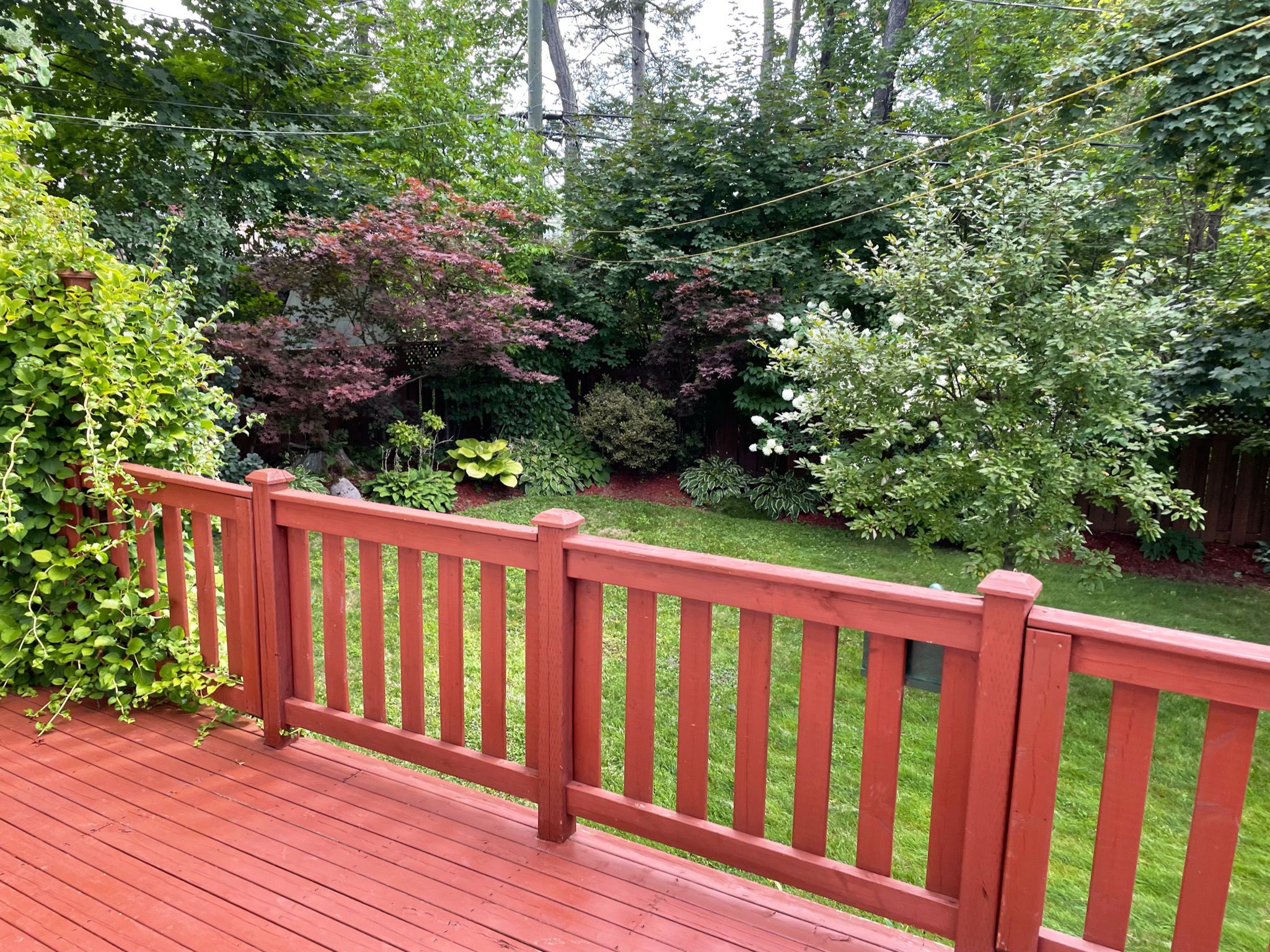 Photo of my back yard