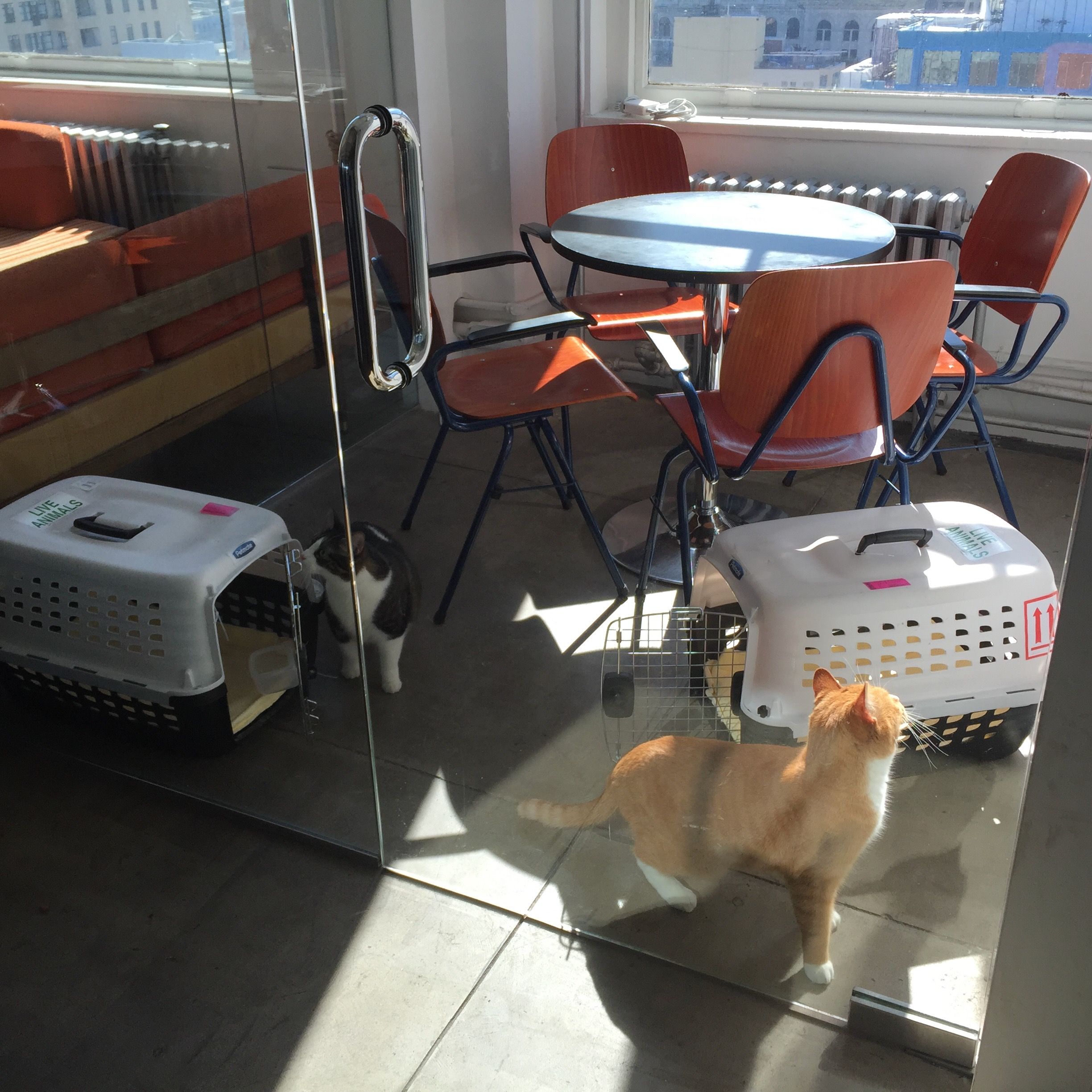 Photo of my two cats stuck in an office meeting room.