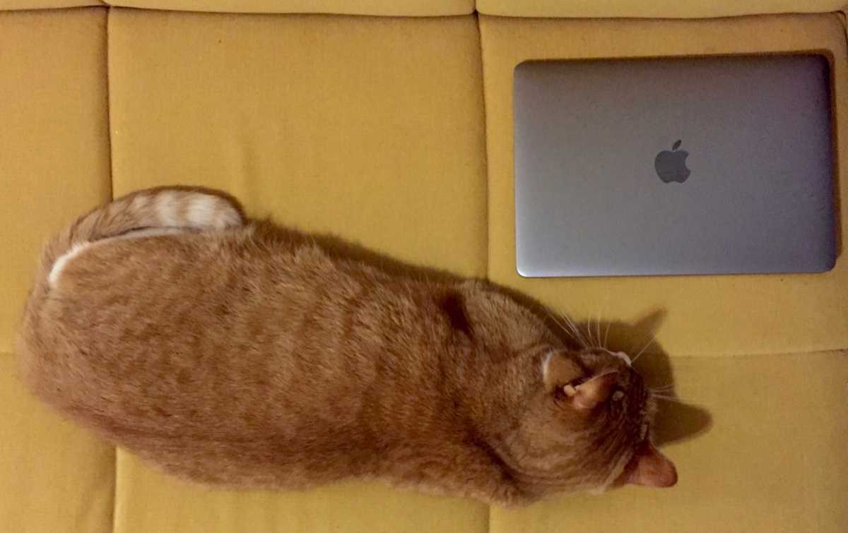 The MacBook next to my cat
