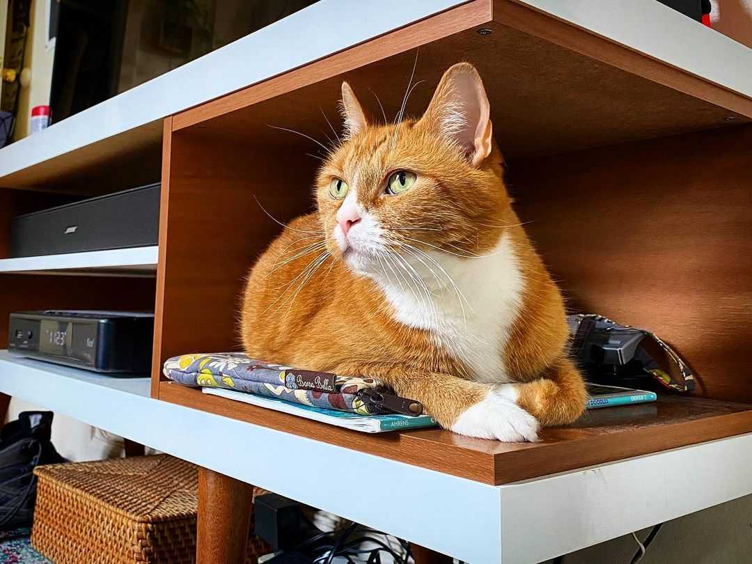 Photo of an orange cat laying on a tv stand, where he isn't supposed to be.
