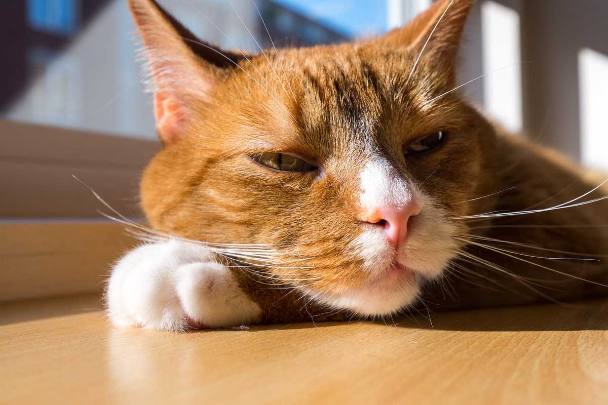 Photo of an orange cat laying down, looking sleepy but mischievous.